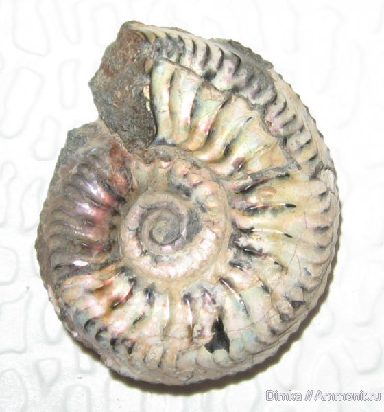 аммониты, Cardioceras, Якутия, средний оксфорд, р. Анабар, Ammonites