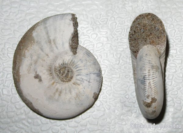 аммониты, нижний келловей, Никитино, Sigaloceras enodatum, Sigaloceras, Kosmoceratidae, Ammonites, Lower Callovian