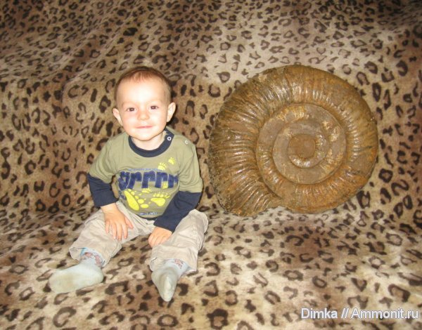 аммониты, юра, Dorsoplanites, волжский ярус, Мостово-Василево, Ammonites, Volgian, Jurassic