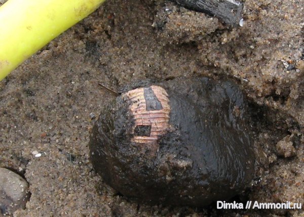 аммониты, юра, кимеридж, Rasenia, Кимры, р. Волга, Ammonites, Kimmeridgian, Jurassic, Upper Jurassic