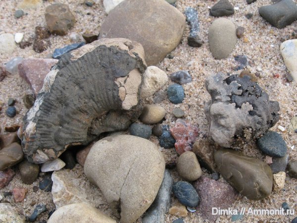 аммониты, Kosmoceras, Quenstedtoceras, верхний келловей, Ammonites