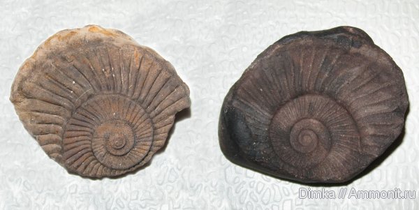 аммониты, оксфорд, Perisphinctes, Анциферово, Ammonites, Oxfordian