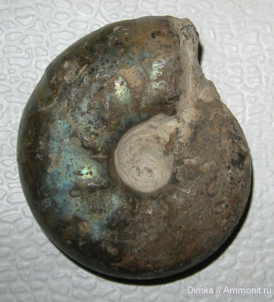 аммониты, волжский ярус, Craspedites, Кашпир, Ammonites, Craspedites parakaschpuricus, Volgian