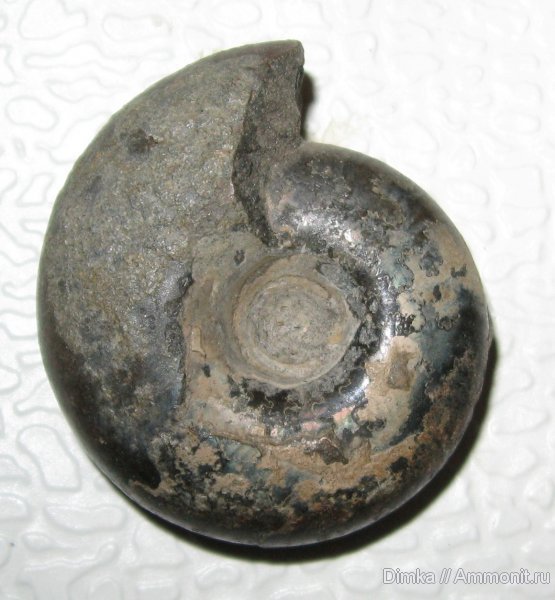 аммониты, волжский ярус, Craspedites, Кашпир, Ammonites, Craspedites kaschpuricus, Volgian