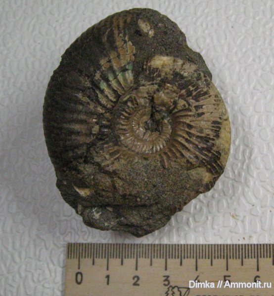 аммониты, Surites, нижний мел, берриас, Surites tzikwinianus, Ammonites, Berriasian, Lower Cretaceous