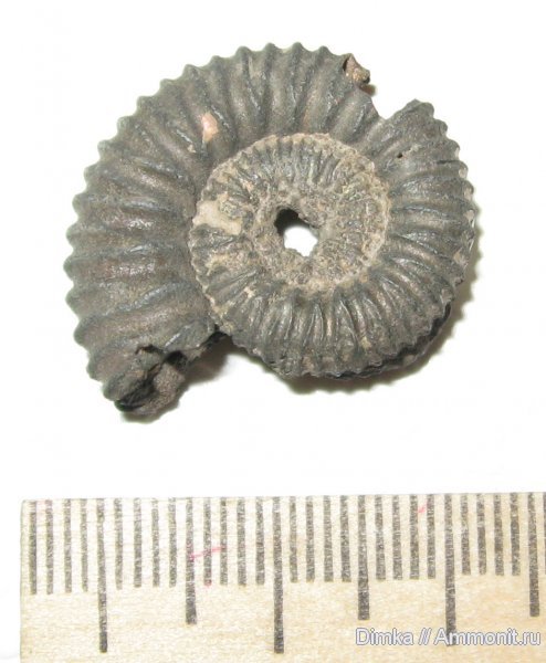 аммониты, юра, келловей, Peltoceras, Дядьково, Ammonites, Callovian, Jurassic, Middle Jurassic