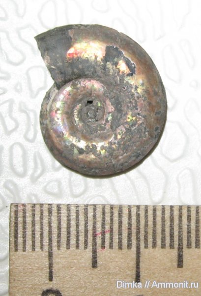 аммониты, келловей, Hecticoceras, Ammonites, Callovian, Middle Jurassic