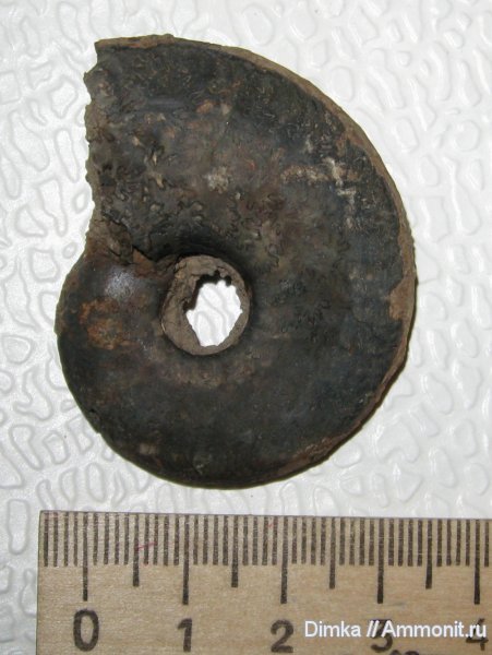 аммониты, келловей, Hecticoceras lunula, Ammonites, Callovian, Middle Jurassic