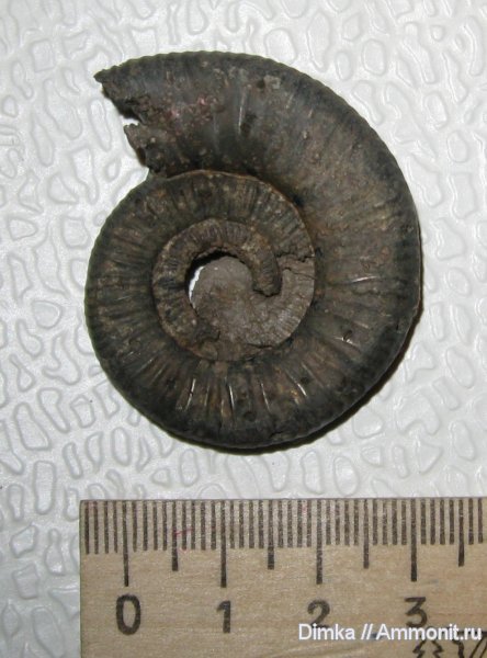 аммониты, Binatisphinctes, келловей, Ammonites, Callovian, Middle Jurassic