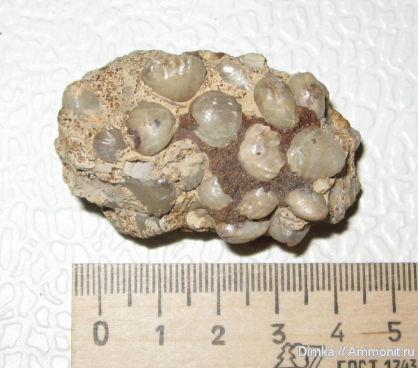 брахиоподы, келловей, Никитино, Ivanoviella, Rhynchonellida, Callovian, Middle Jurassic