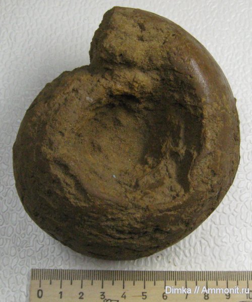 аммониты, келловей, Rondiceras, Алпатьево, Ammonites, Callovian, Middle Jurassic