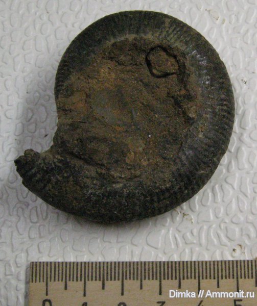 аммониты, юра, келловей, Indosphinctes, Алпатьево, Ammonites, р. Ока, Callovian, Jurassic, Middle Jurassic