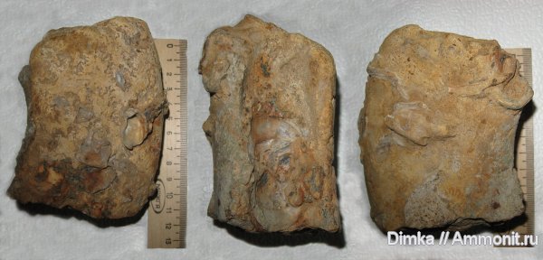 аммониты, моллюски, серпулы, двустворки, Serpula, Никитино, Serpulidae, Ammonites