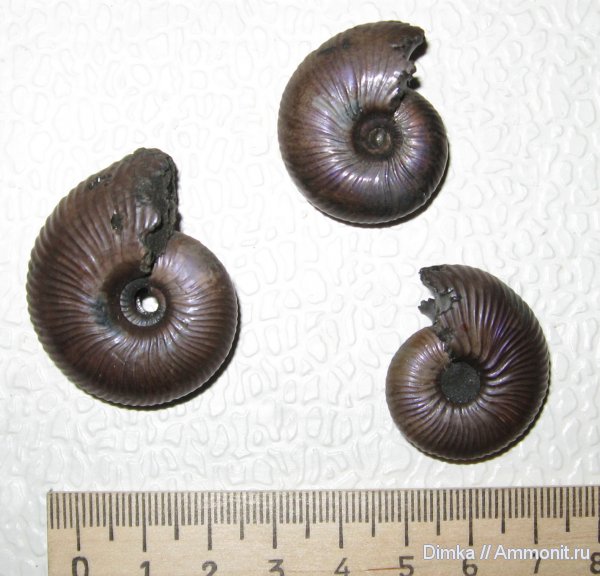 аммониты, Funiferites, келловей, Михайловцемент, Ammonites, Callovian, Middle Jurassic