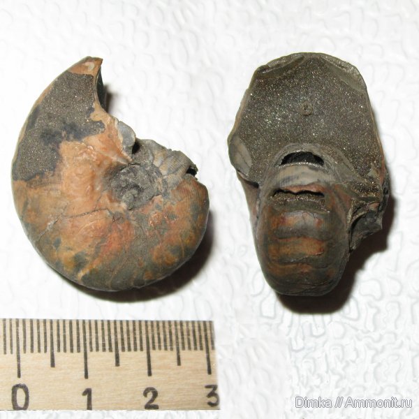 наутилусы, Nautilus, келловей, Михайловцемент, Callovian, Middle Jurassic