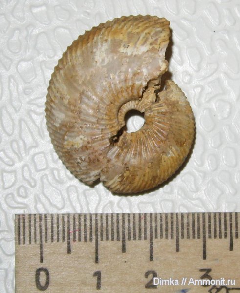 аммониты, нижний келловей, Chamoussetia, карьер Спартак, Ammonites, Lower Callovian