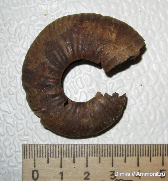 аммониты, нижний келловей, Proplanulites, Proplanulites subcuneatus, Ammonites, Lower Callovian