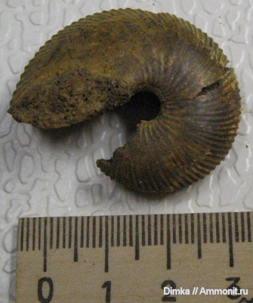 аммониты, нижний келловей, Chamoussetia, карьер Спартак, Ammonites, Lower Callovian
