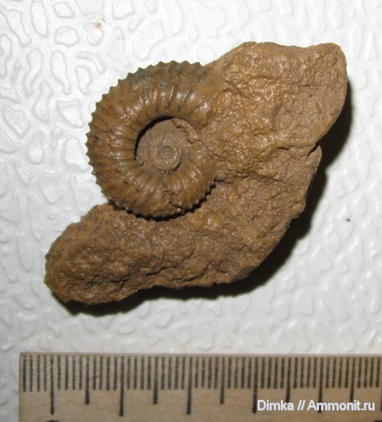 аммониты, юра, нижний келловей, Kepplerites, Ammonites, Jurassic, Lower Callovian