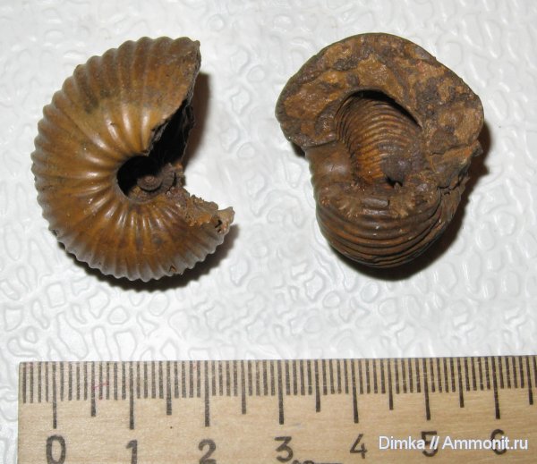 аммониты, юра, нижний келловей, карьер Спартак, Macrocephalites, Macrocephalites pila, Ammonites, Jurassic, Lower Callovian