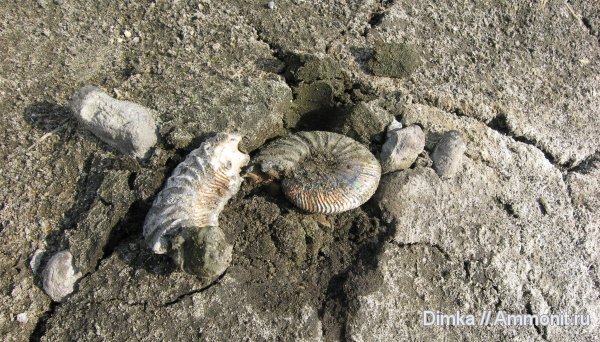 аммониты, юра, волжский ярус, Еганово, Virgatites virgatus, Ammonites, Volgian, Jurassic