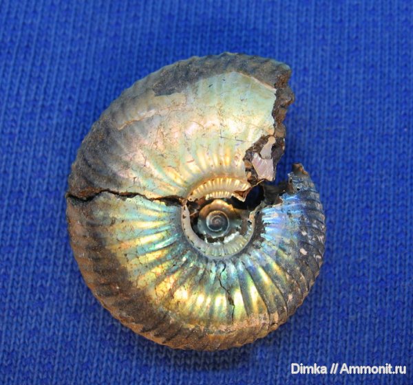 аммониты, юра, волжский ярус, Craspedites, р. Черемуха, Ammonites, Volgian, Jurassic