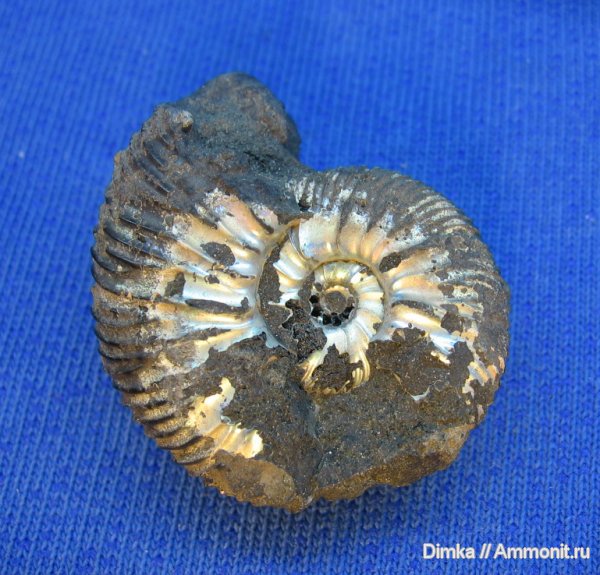 аммониты, юра, Коломенское, Virgatites, средний подъярус волжского яруса, Ammonites, Jurassic