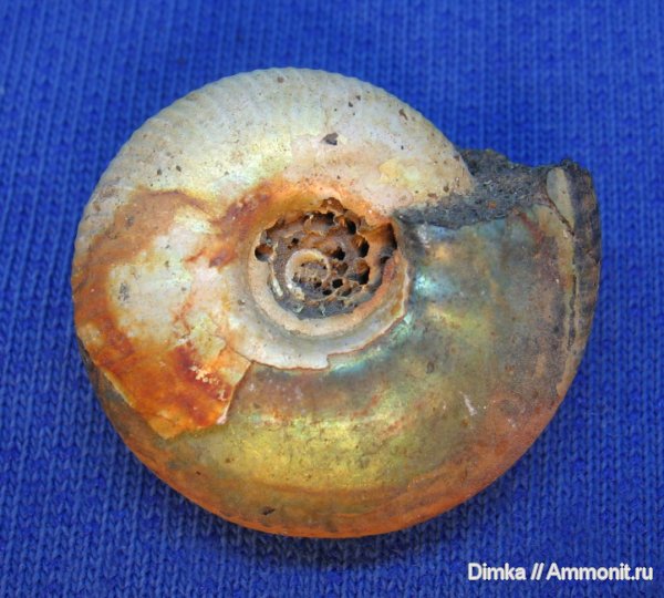 аммониты, юра, Craspedites, верхний подъярус волжского яруса, р. Черемуха, Ammonites, Jurassic