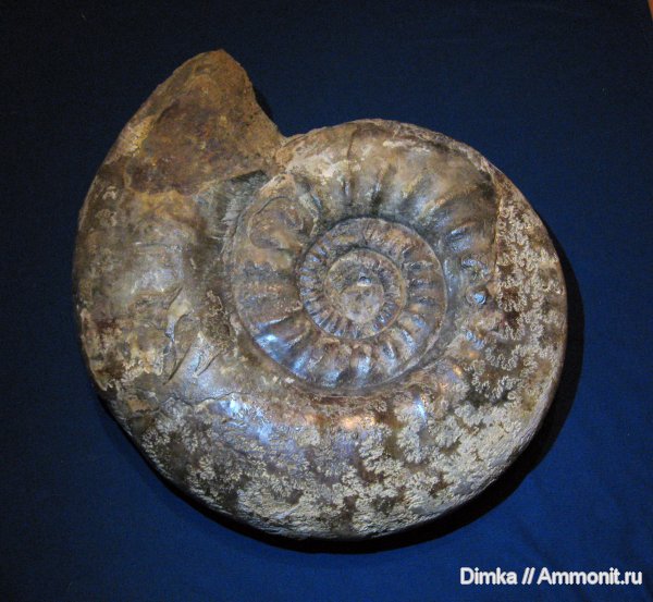 аммониты, юра, нижний келловей, Indosphinctes mutatus, Indosphinctes, Ammonites, лопастные линии, Jurassic, Lower Callovian
