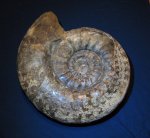 Indosphinctes mutatus Indosphinctes mutatus