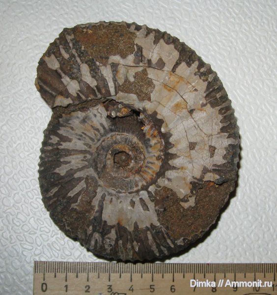 аммониты, юра, волжский ярус, Epivirgatites, Мостово-Василево, Epivirgatites lahuseni, Ammonites, Volgian, Jurassic