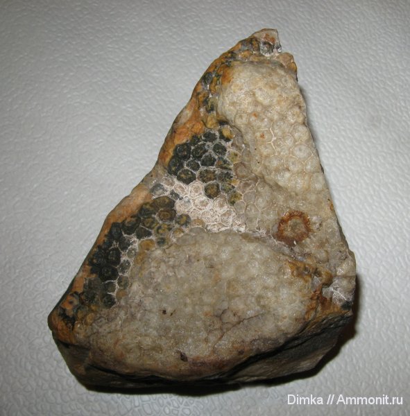 карбон, Кимры, р. Волга, колониальные кораллы, Petalaxis