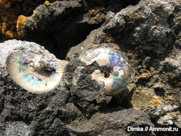 аммониты, юра, волжский ярус, Garniericeras, Еганово, Ammonites, Volgian, Jurassic