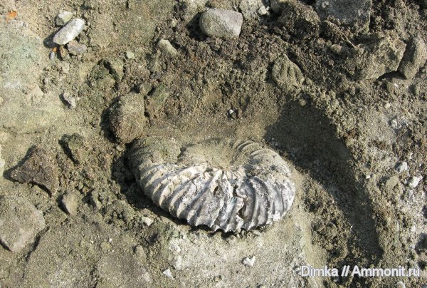 аммониты, юра, Virgatites, волжский ярус, Еганово, Virgatites pallasianus, Ammonites, Volgian, Jurassic
