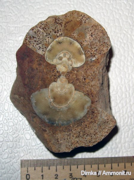 аммониты, юра, келловей, Rondiceras, Никитино, поперечное сечение, Ammonites, Callovian, Jurassic, Middle Jurassic