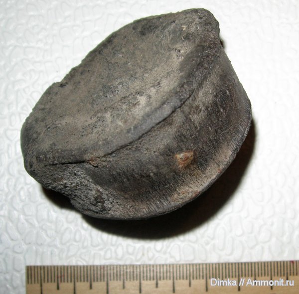 юра, позвонки, зона Virgatites virgatus, Jurassic