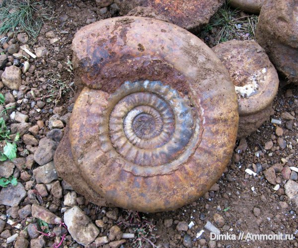 аммониты, юра, нижний келловей, Никитино, Choffatia, Choffatia vischniakoffi, Ammonites, Jurassic, Lower Callovian