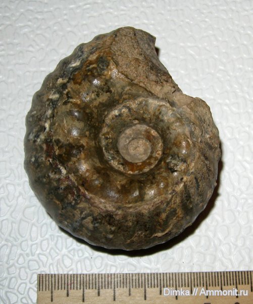 аммониты, юра, Erymnoceras, средний келловей, Никитино, Erymnoceras coronatum, Ammonites, Pachyceratidae, Jurassic, Middle Callovian
