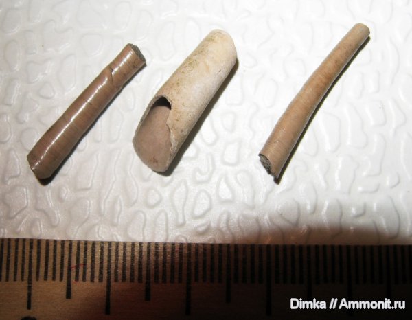 юра, скафоподы, лопатоногие моллюски, Мневники, верхний оксфорд, Oxfordian, Upper Oxfordian, Jurassic