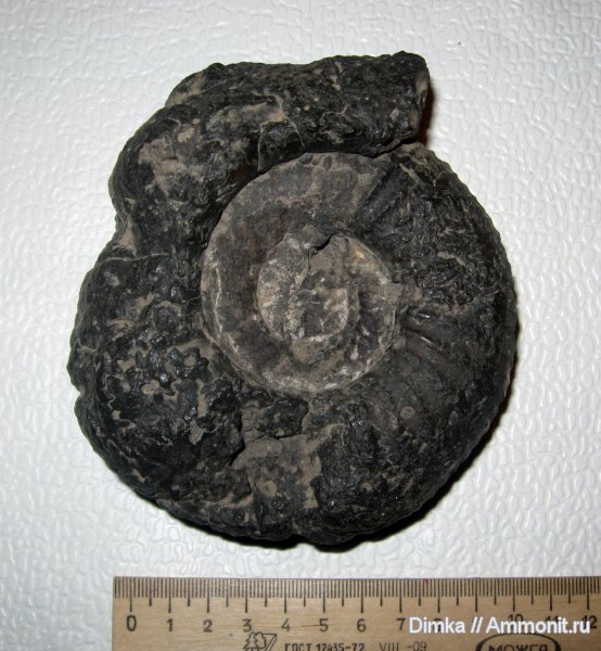 аммониты, юра, Елкино, Dorsoplanites, волжский ярус, Dorsoplanites panderi, Ammonites, Volgian, Jurassic