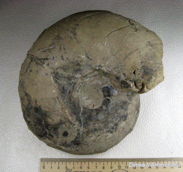 аммониты, Пески, макроконхи, Quenstedtoceras, верхний келловей, Ammonites, Macroconchs