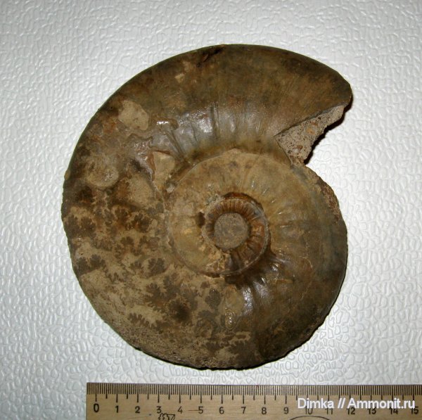 аммониты, келловей, Homeoplanulites, Homeoplanulites difficilis, Ammonites, Callovian, Middle Jurassic