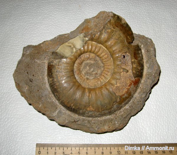 аммониты, юра, нижний келловей, Homeoplanulites, Никитино, Homeoplanulites difficilis, Ammonites, Jurassic, Lower Callovian