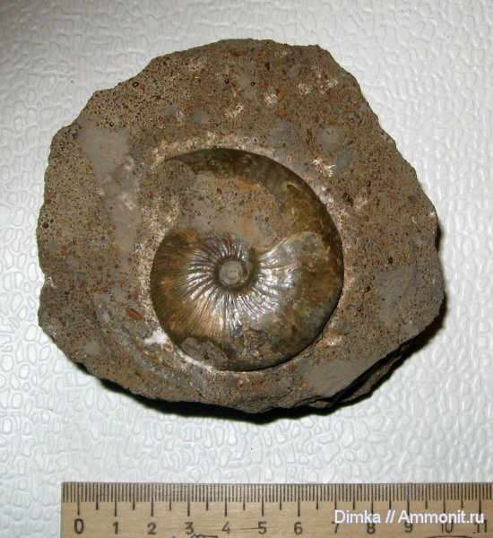 аммониты, юра, нижний келловей, Никитино, Sigaloceras enodatum, Sigaloceras, Ammonites, Jurassic, Lower Callovian