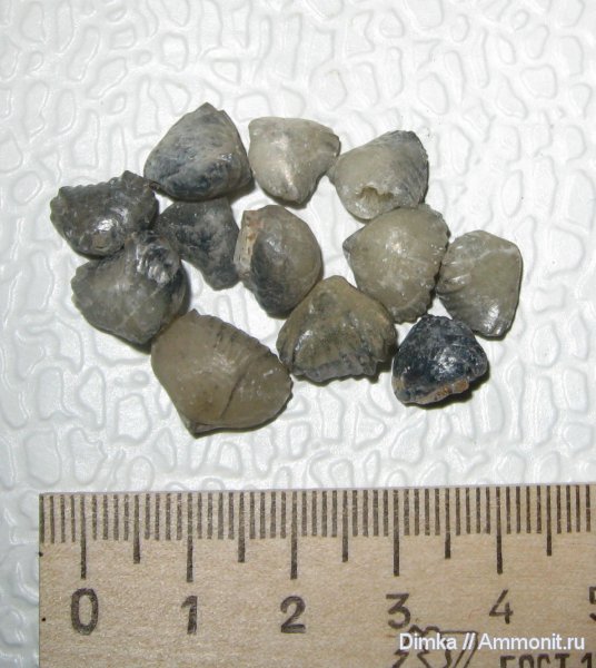 брахиоподы, юра, келловей, Никитино, Ivanoviella, Rhynchonellida, Callovian, Jurassic, Middle Jurassic