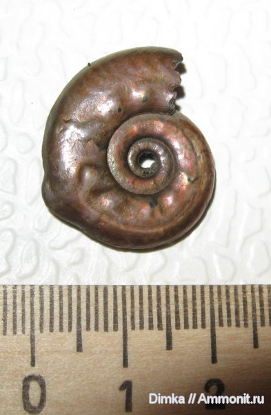 аммониты, юра, Михайлов, Hecticoceras, верхний келловей, прижизненные повреждения, Hecticoceras pseudopunctatum, Ammonites, ammonoid sublethal injuries, Jurassic