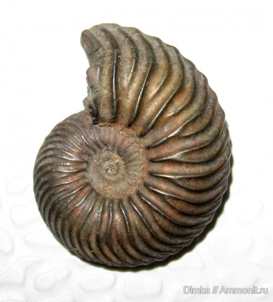 аммониты, юра, Quenstedtoceras, верхний келловей, Кимры, Ammonites, Jurassic
