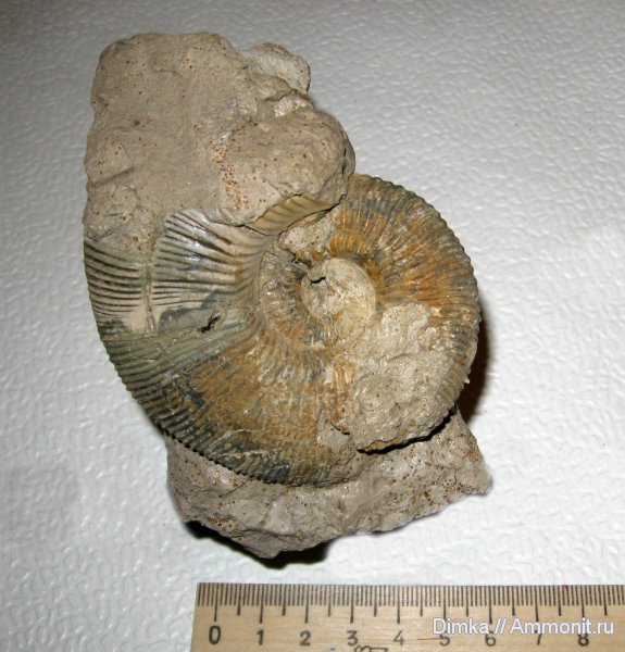 аммониты, юра, Михайлов, Kosmoceras, верхний келловей, Kosmoceras rowlstonense, Ammonites, Jurassic
