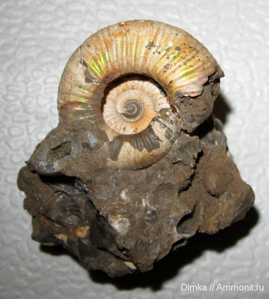аммониты, юра, средний келловей, Choffatia, Елатьма, Ammonites, Jurassic, Middle Callovian