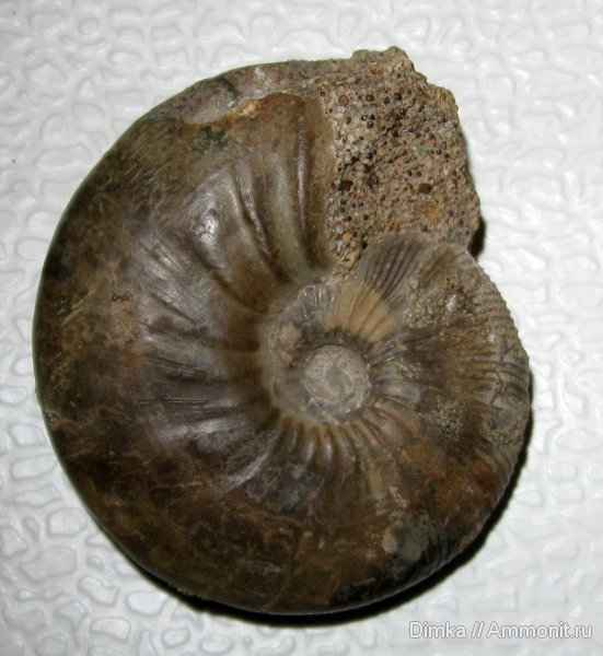 аммониты, юра, нижний келловей, Никитино, Sigaloceras enodatum, Sigaloceras, Kosmoceratidae, Ammonites, Jurassic, Lower Callovian